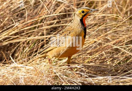 Macronyx capensis mit langer Kralle in Südafrika Stockfoto