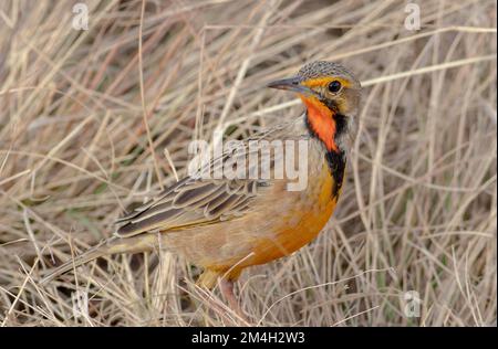 Macronyx capensis mit langer Kralle in Südafrika Stockfoto