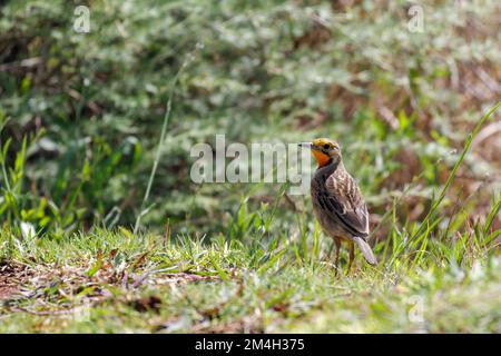 Macronyx capensis mit langer Kralle in Südafrika Stockfoto