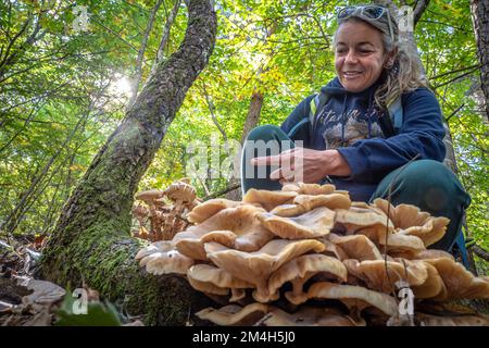 Pilzforscher, die versuchen, Wildpilze im Wald mit einem Identifikationsbuch zu identifizieren - Pilzsammeln und Pilzforsten Stockfoto