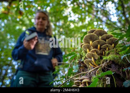 Pilzforscher, die versuchen, Wildpilze im Wald mit einem Identifikationsbuch zu identifizieren - Pilzsammeln und Pilzforsten Stockfoto