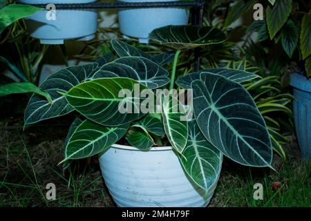 Eine tropische Topfpflanze, Alocasia reginula Stockfoto