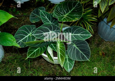 Eine tropische Topfpflanze, Alocasia reginula Stockfoto