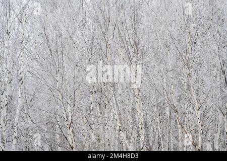 Winterfröste – Weißbirkenhain, Großraum Sudbury, Ontario, Kanada Stockfoto