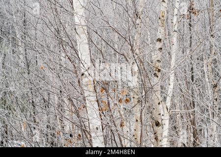 Winterfröste – Weißbirkenhain, Großraum Sudbury, Ontario, Kanada Stockfoto