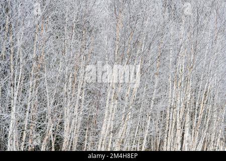 Winterfröste – Weißbirkenhain, Großraum Sudbury, Ontario, Kanada Stockfoto