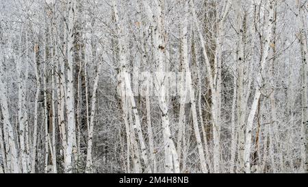 Winterfröste – Weißbirkenhain, Großraum Sudbury, Ontario, Kanada Stockfoto