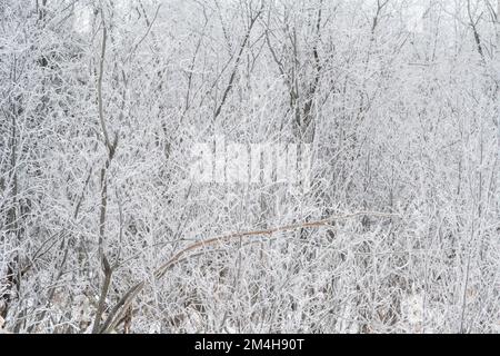 Winterfröste – Weißbirkenhain, Großraum Sudbury, Ontario, Kanada Stockfoto