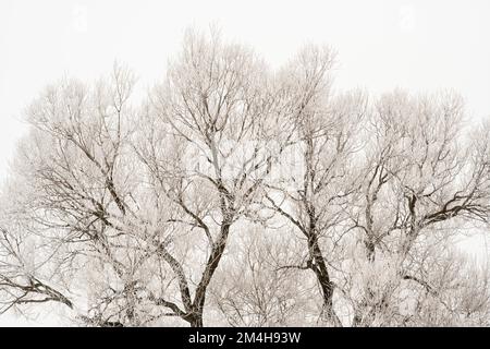 Winterfroste – Schwarze Weide, Großraum Sudbury, Ontario, Kanada Stockfoto