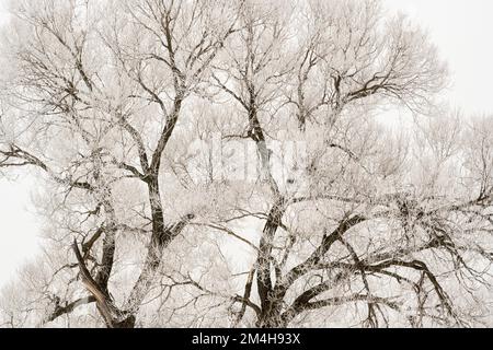 Winterfroste – Schwarze Weide, Großraum Sudbury, Ontario, Kanada Stockfoto