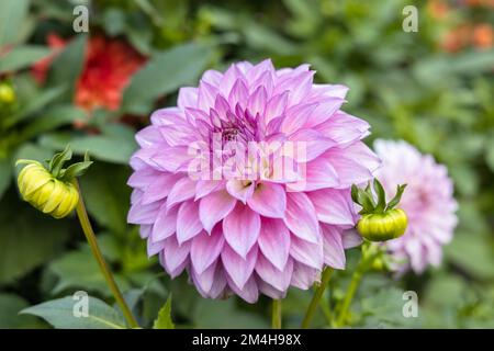 Wunderschöne pinke Dahlien im Garten. Ein Bild der wunderschönen rosa Dahlia. Stockfoto