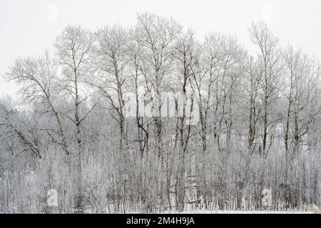Winter Frosts, Greater Sudbury, Ontario, Kanada Stockfoto