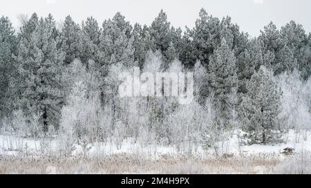 Winter Frosts, Greater Sudbury, Ontario, Kanada Stockfoto