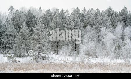 Winter Frosts, Greater Sudbury, Ontario, Kanada Stockfoto