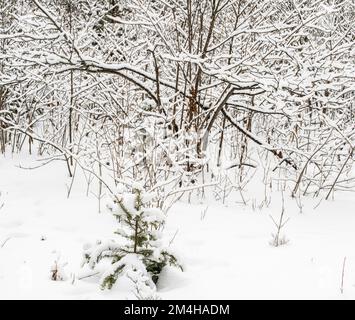 Ein Schneestaub im Wald, Greater Sudbury, Ontario, Kanada Stockfoto