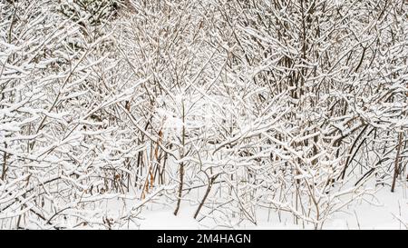 Ein Schneestaub im Wald, Greater Sudbury, Ontario, Kanada Stockfoto