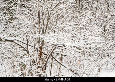 Ein Schneestaub im Wald, Greater Sudbury, Ontario, Kanada Stockfoto