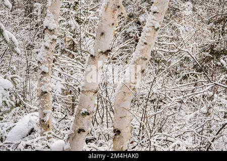 Ein Schneestaub im Wald, Greater Sudbury, Ontario, Kanada Stockfoto