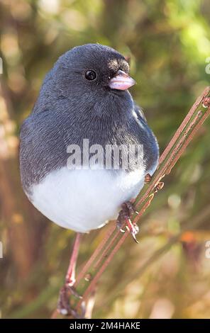 Graue Junco Bird hoch oben auf dem Zweig Stockfoto