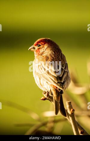 Haus Finch auf dem Ast Stockfoto