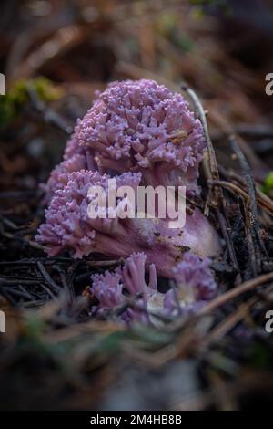 Wunderschöne farbenfrohe Korallenpilze, die wild im Wald wachsen Stockfoto