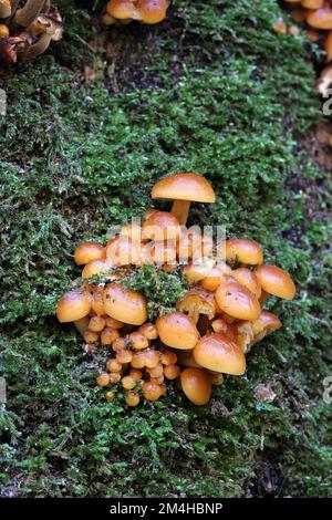 Samtpilze (Flammulina velutipes), von denen einige gefroren und mit Eis beschichtet sind, wachsen auf einem alten Sycamore-Baum, Nordengland, Großbritannien Stockfoto