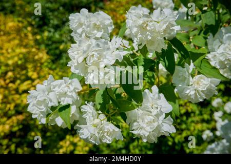 Weiße Blüten aus Strauß im orangefarbenen Philadelphus Albatre. Stockfoto