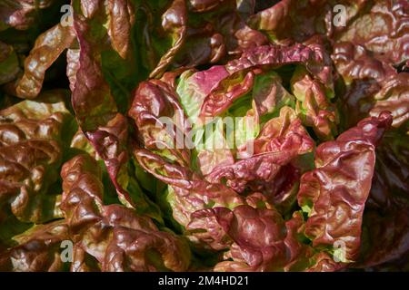 Rote gezinkte Blätter des Salats Merveille de Quatre Saisons (Wunder der vier Jahreszeiten). Stockfoto