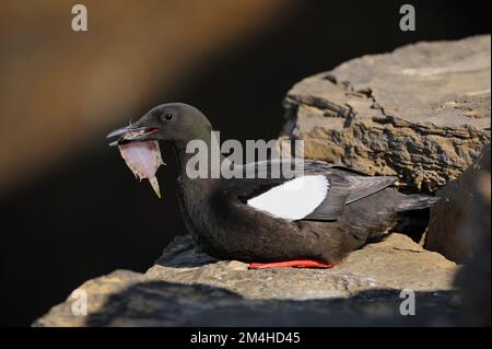 Schwarzer Guillemot (Cepphus-Grylle)-Vogel mit Plattfischbeute, im Abendlicht in der Zuchtkolonie an den Klippen, Yesnaby, Festland Orkney, Schottland, Juli 2008 Stockfoto