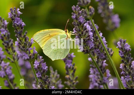 Cleopatra, Gonepteryx cleopatra Fütterung von Lavendel Caroux Espinouse Natural Reserve, Frankreich Stockfoto