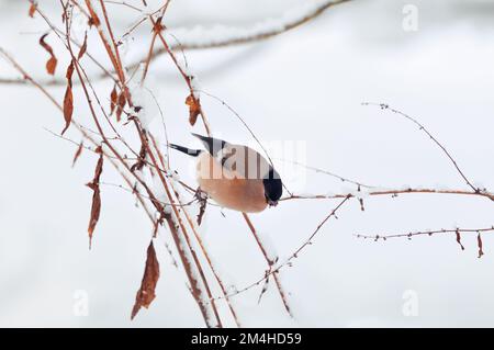 Bullfink (Pyrrhula pyrrhula), männliche Fütterung von gewöhnlichen Sorrel-Samen im Winter. Berwickshire Scotland, Januar 2010 Stockfoto