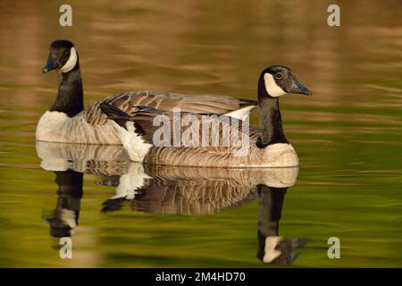 Canada Goose (Branta canadensis) Pair of birds on Lake in City Park in Warm Evening Night Lights, Cheshire, England, März 2017 Stockfoto