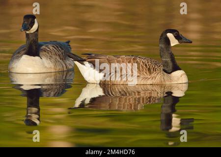 Canada Goose (Branta canadensis) Pair of birds on Lake in City Park in Warm Evening Night Lights, Cheshire, England, März 2017 Stockfoto