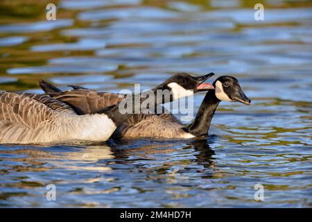 Kanada Gans (Branta canadensis) Paar Hufvögel auf dem See im Stadtpark, Cheshire, England, März 2017 Stockfoto