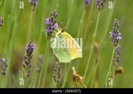 Cleopatra, Gonepteryx cleopatra Fütterung von Lavendel Caroux Espinouse Natural Reserve, Frankreich Stockfoto