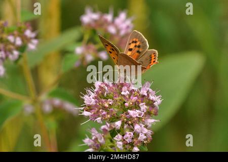 Small Copper, Lycaena phlaeas Feed on Marjoram (Oregano) Caroux Espinouse Natural Reserve, Frankreich Stockfoto