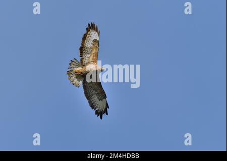 Gemeiner Buzzard (Buteo buteo) ausgewachsener Vogel, der über den Wald fliegt, Inverness-shire, Schottland, Oktober 2021 Stockfoto