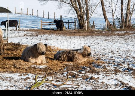 Braune, zottelige Galloway Rinder auf einer Koppel im Schleswig-Holsteinischen Winter Stockfoto