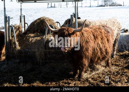 Braune, zottelige Galloway Rinder auf einer Koppel im Schleswig-Holsteinischen Winter Stockfoto