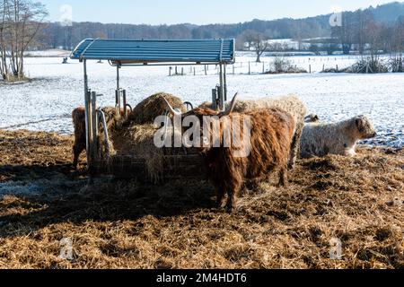 Braune, zottelige Galloway Rinder auf einer Koppel im Schleswig-Holsteinischen Winter Stockfoto