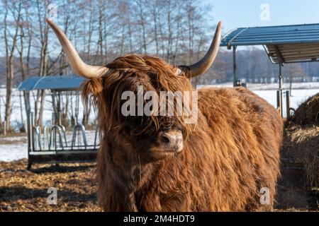 Braune, zottelige Galloway Rinder auf einer Koppel im Schleswig-Holsteinischen Winter Stockfoto