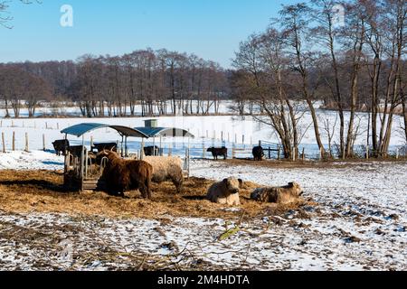 Braune, zottelige Galloway Rinder auf einer Koppel im Schleswig-Holsteinischen Winter Stockfoto