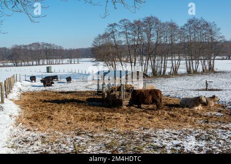 Braune, zottelige Galloway Rinder auf einer Koppel im Schleswig-Holsteinischen Winter Stockfoto