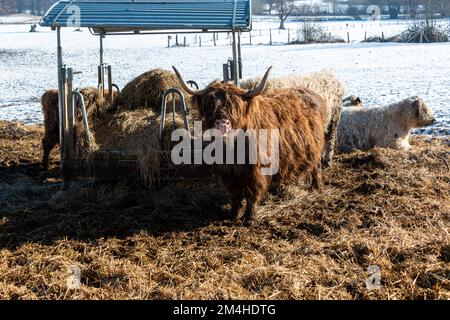 Braune, zottelige Galloway Rinder auf einer Koppel im Schleswig-Holsteinischen Winter Stockfoto