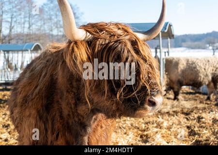 Braune, zottelige Galloway Rinder auf einer Koppel im Schleswig-Holsteinischen Winter Stockfoto