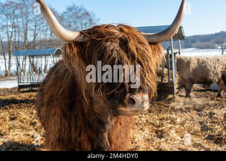 Braune, zottelige Galloway Rinder auf einer Koppel im Schleswig-Holsteinischen Winter Stockfoto