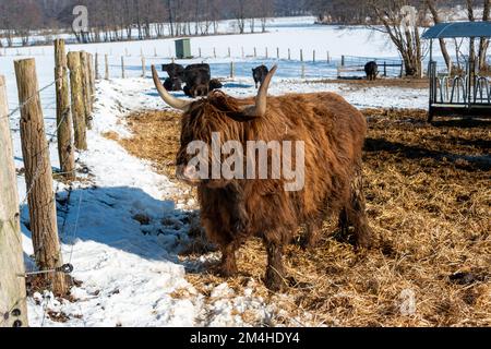 Braune, zottelige Galloway Rinder auf einer Koppel im Schleswig-Holsteinischen Winter Stockfoto