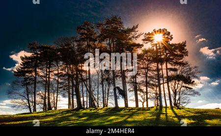 Eine Gruppe von Bäumen auf einem Hügel, die einen Schatten werfen. Stockfoto