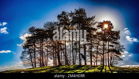 Eine Gruppe von Bäumen auf einem Hügel, die einen Schatten werfen. Stockfoto