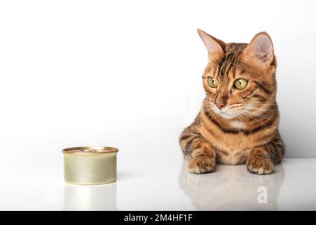 Goldene bengalische Katze mit einer Dose Dosenfutter auf weißem Hintergrund. Stockfoto